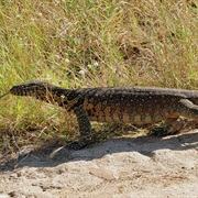 Monitor Lizard