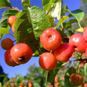 Crabapples