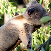 Hug a Koala