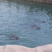 Dolphins