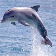 Only Half of a Dolphin's Brain Sleeps at a Time.