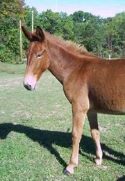 Fierce Love, Finding God in Harry Potter (Dwayne Shugert)