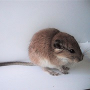 Chalchalero Viscacha Rat