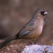 Abert's Towhee