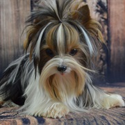 Biewer Terrier