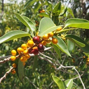 Desert Fig (Ficus Platypoda)