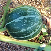 Buffalo Gourd / Wild Pumpkin (Cucurbita Foetidissima)