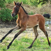 Foal