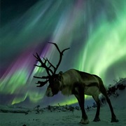 Reindeer & Northern Lights in Finland