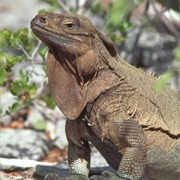 Anegada Rock Iguana