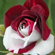 White Rose Red