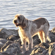 Point Isabel Dog Park-Richmond Shoreline