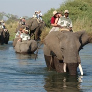 Go on Safari by Elephant-Back