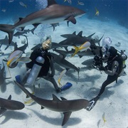 Tiger Beach, Bahamas