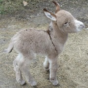Miniature Donkey
