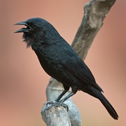 Chopi Blackbird (Gnorimopsar Chopi)