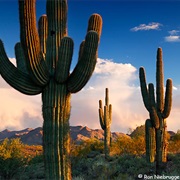 See a Saguaro Cactus