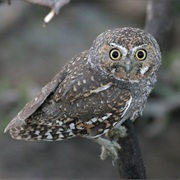 Elf Owl