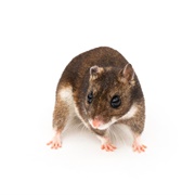 Eversmann's Hamster