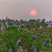 Bird Watch @ Vedanthankal Lake Bird Sanctuary