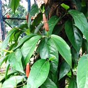 Balinese Long Pepper (Piper Retrofractum)