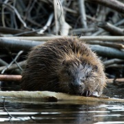 Tyresta National Park, Sweden