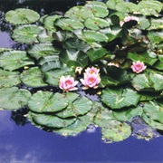 Visit Claude Monet's Gardens at Giverny.