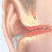 Otitis Externa