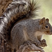 Arizona Gray Squirrel