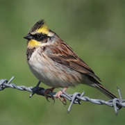 Yellow-Throated Bunting