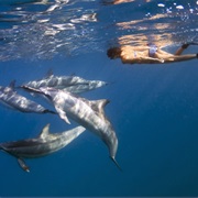 Swim With Wild Spinner Dolphins in Kona, Hawaii