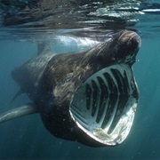 Basking Shark