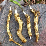 Wild Horseradish