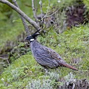 Koklass Pheasant