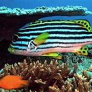 Elephant Head Rock, Similans, Thailand