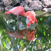 Flamingo Gardens Florida