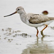 Terek Sandpiper