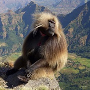 Hiking in the Simien Mountains, Ethiopia