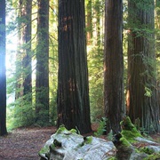 Smithe Redwoods State Natural Reserve, California
