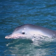 Guiana Dolphin