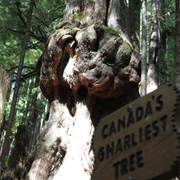 Canada's Knottiest Tree, North Saanich, British Columbia