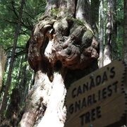 Canada&#39;s Knottiest Tree, North Saanich, British Columbia
