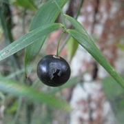 Scrambling Lily (Geitonoplesium / Geitonoplesium Cymosum)