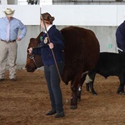 Mason Area Fair & Rodeo (Shelton)