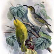 Kaua'i Nukupu'u (Possibly Extinct)