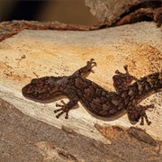 Marbled Gecko
