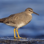 Wandering Tattler