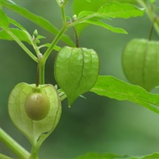 Native Gooseberry (Physalis Minima)