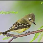 Cordilleran Flycatcher