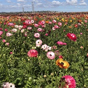 Visit a Flower Field